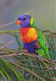 Rainbow Lorikeetborder=